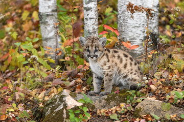 Naklejka na ściany i meble Cougar Kitten (Puma concolor) Sits in Front of Birch Trees Autumn
