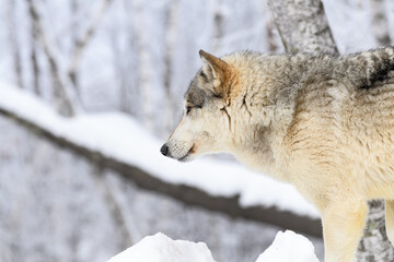 Grey Wolf (Canis lupus) Stands In Front of Trees Side Eye Winter