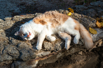 Domestic ginger cat with a white neck and white paws sleeps in the sun during