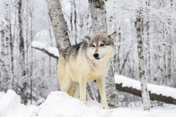 Grey Wolf (Canis lupus) Stands In Front of Frosty Forest Winter