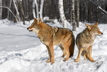 Coyotes (Canis latrans) Stand Back to Back Softly Howling Winter