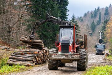 Specialized tractor forwarder folding wood in the forest. The Carpathians, Poland. - obrazy, fototapety, plakaty