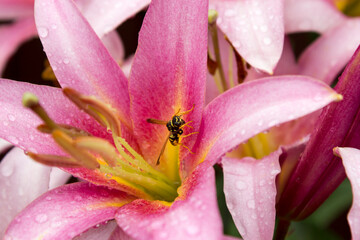 A wasp is sitting on a flower.