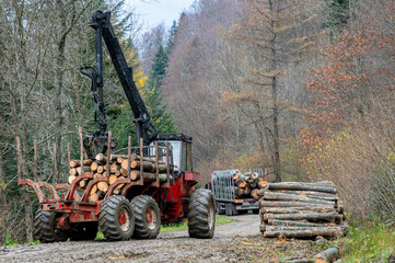 Specialized tractor forwarder folding wood in the forest. The Carpathians, Poland.