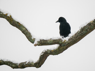 Crow perched on a Branch Covered in Snow