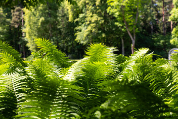 Close-up of green fern leaves in a city park. Plants visible in the foreground, blurry background. Photo taken on a sunny day, plants placed in the shade.