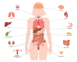 Human anatomy concept. Infographic poster with the internal organs of the female body. Respiratory, digestive, reproductive, cardiac systems. Banner, vector - obrazy, fototapety, plakaty