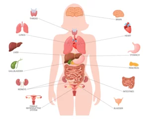 Foto op Plexiglas Human anatomy concept. Infographic poster with the internal organs of the female body. Respiratory, digestive, reproductive, cardiac systems. Banner, vector © Tatiana