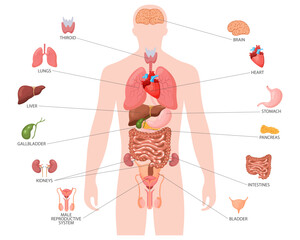 Human anatomy concept. Infographic poster with the internal organs of the male body. Respiratory, digestive, reproductive, cardiac systems. Banner, vector - obrazy, fototapety, plakaty