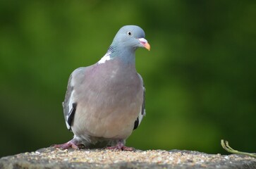 Shallow focus shot of a pigeon bird perched on a flat rock