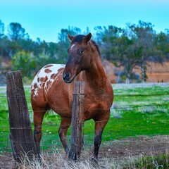 Brown horse with white spots near the farm fence on a sunny day