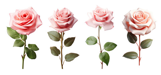 Set of pink rose flowers isolated on transparent background.