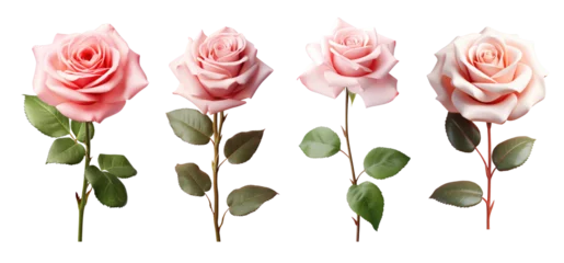 Zelfklevend Fotobehang Set of pink rose flowers isolated on transparent background. © Infinite_PNG
