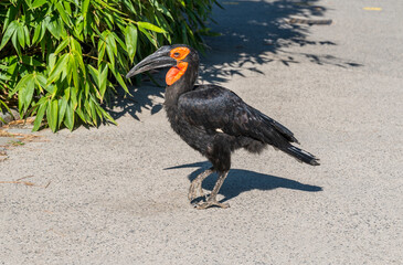 Bucorvus leadbeateri walks on the asphalt surface