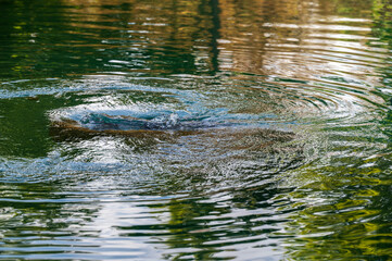 Disturbed water surface with unclear reflection