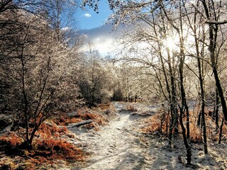 magical woodland in scottish winter