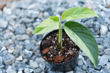 Fresh leaf of monstera laniata narrow form  variegated in the pot   