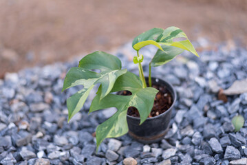 Raphidophora tetrasperma variegated in the pot 