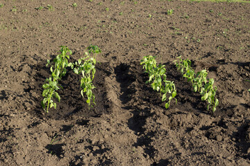 Pepper seedlings are planted in the garden.