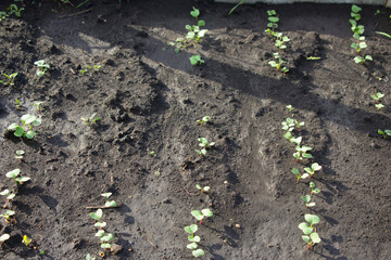 Radish shoots.