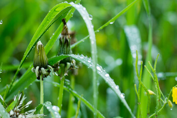 Morning dew on the grass.