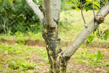 The diseased pear tree was smeared with garden pitch.