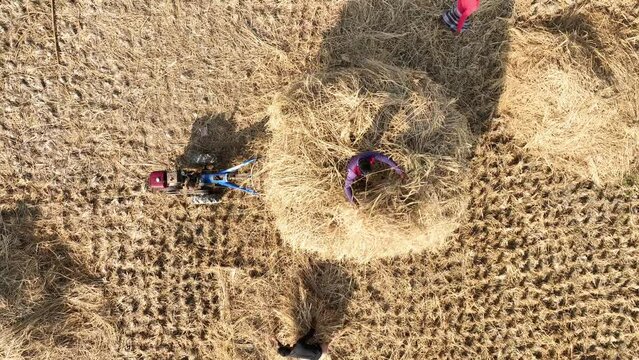 Harvesting paddy/ rice in bogura, Bangladesh. 4k
