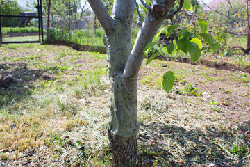 The fruit tree is smeared with garden pitch.
