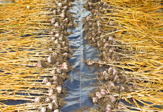 Drying of the garlic harvest.