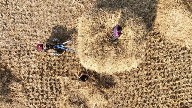 Group of Balinese farmers work at rice field, manually harvesting field, top-down aerial shot. They use sickle to cut cereals, then lash sheaf to separate grain. Old methods of harvest at bangladesh