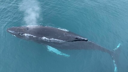 Closeup of a humpback whale (Megaptera novaeangliae) in water