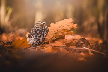 Little owl (Athene noctua) sitting on the grounf in autumn forest. Autumn forest in background. Little owl portrait. Owl sitting on dry leafs.