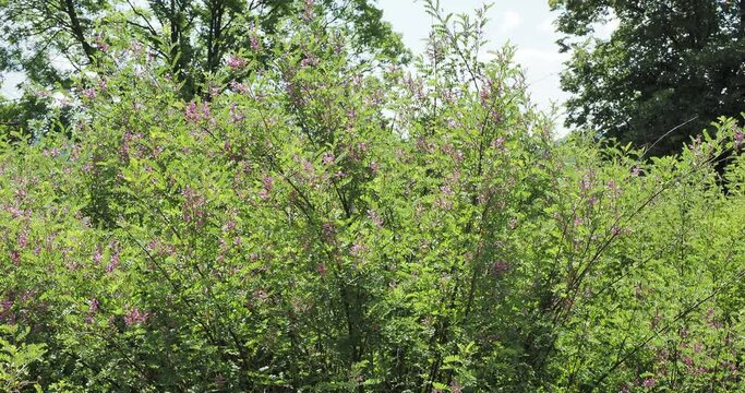 (Indigofera heterantha) Himalayan indigo as ornamental shrub along a herbacous border with pink inflorescence in raceme and grey-green pinnate leaves on arching slender stems swaying in the wind
