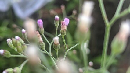 spring crocus flower