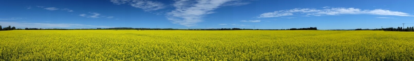Panoramic shot of a blooming canola field under a blue sky