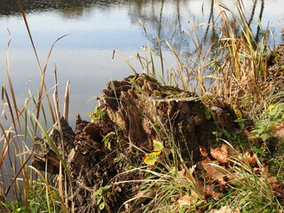 old stub near water
