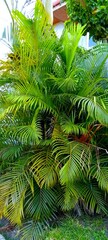 Palm seed growing in a farm.