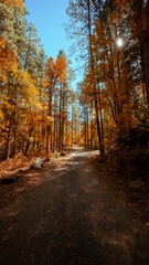 Obraz premium Vertical shot of the country road through the autumn trees in a forest