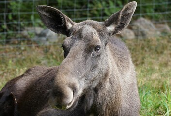 Fototapeta premium Portrait of a moose in a pasture