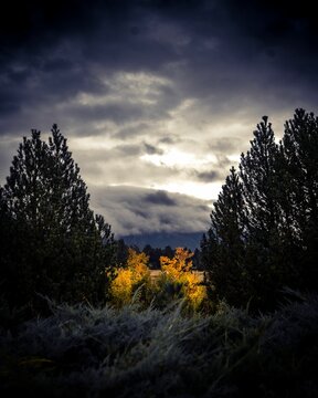 Vertical moody dark image of Aspen trees and nature in the fall under a cloudy sky