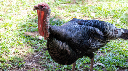 Capturing the majesty of a turkey as it strolls through the park, this image conveys serenity and...