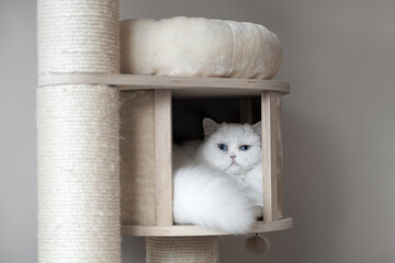 beautiful white cat with blue eyes resting in a cat tree bed