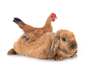Fotobehang rabbit and chicken © cynoclub