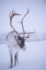 Renne norvégien dans la neige, Tromso, Norvège