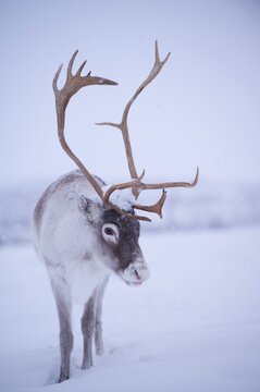 Renne norv&eacute;gien dans la neige, Tromso, Norv&egrave;ge