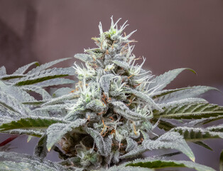 Cannabis flower