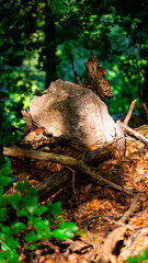Rock in wild forest