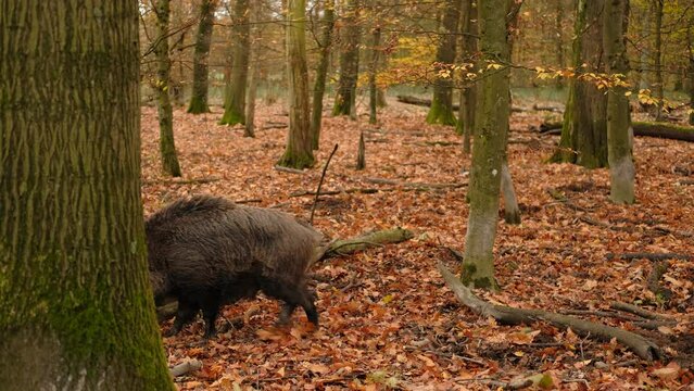 4K.Two male Wild boar or wild pigs fighting in autumn forest . Wildlife with long fluffy animals High quality 4k footage