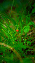Wild strawberry