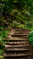 Road with broken trees and stairs over the forest
